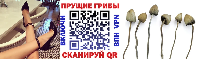 Псилоцибиновые грибы Psilocybe  Чита 
